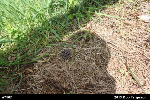 Eastern Milksnake