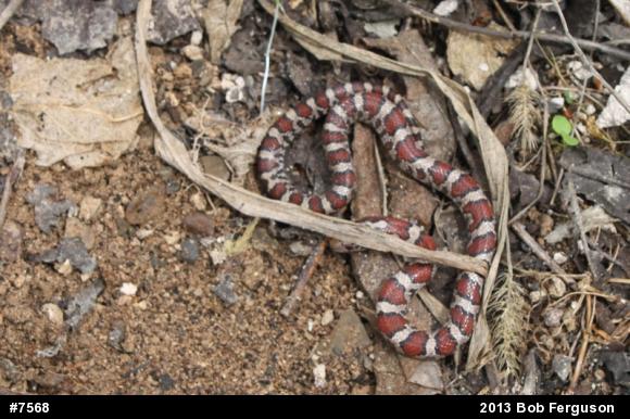Eastern Milksnake