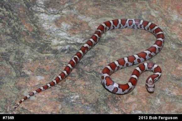 Eastern Milksnake