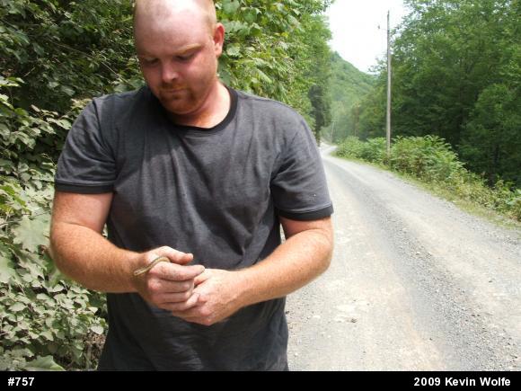 Eastern Gartersnake