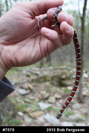 Eastern Milksnake