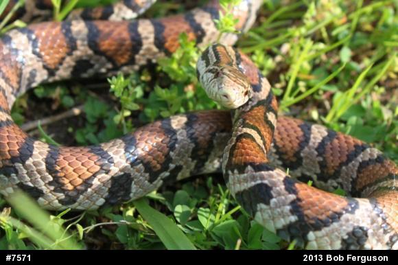 Eastern Milksnake