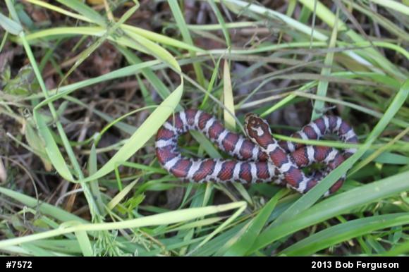 Eastern Milksnake