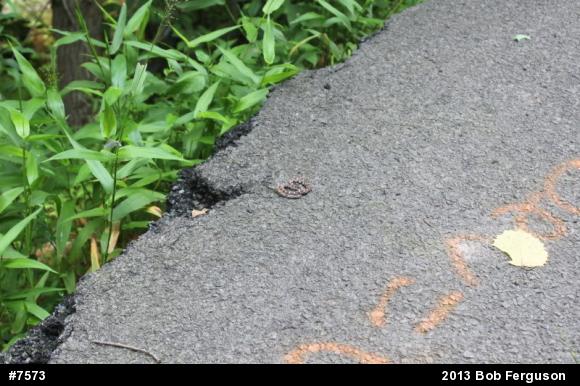 Eastern Milksnake