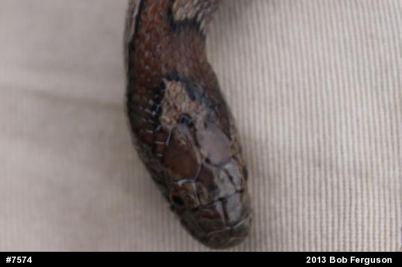 Eastern Milksnake