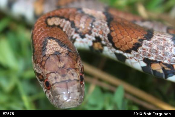 Eastern Milksnake