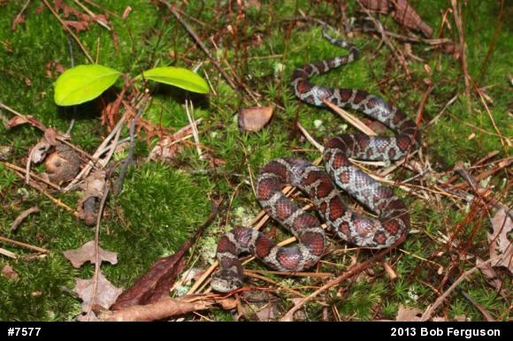 Eastern Milksnake
