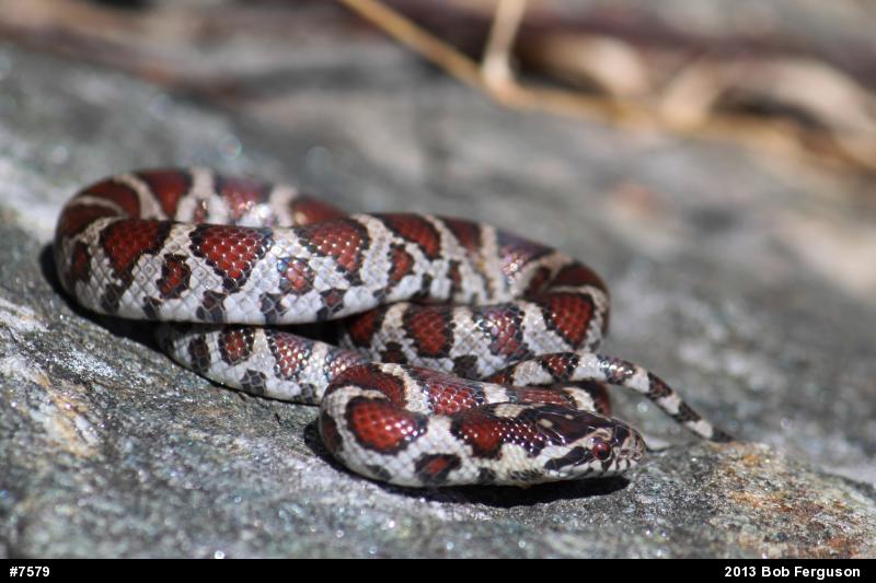 Eastern Milksnake