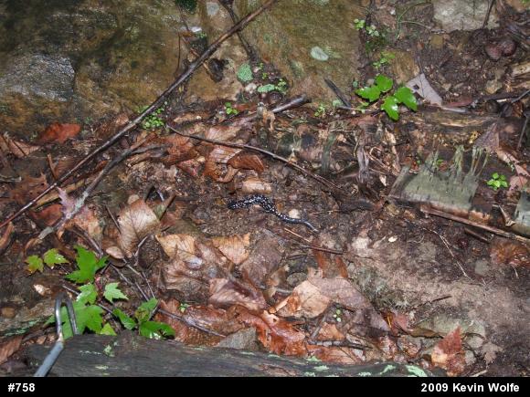 Northern Slimy Salamander