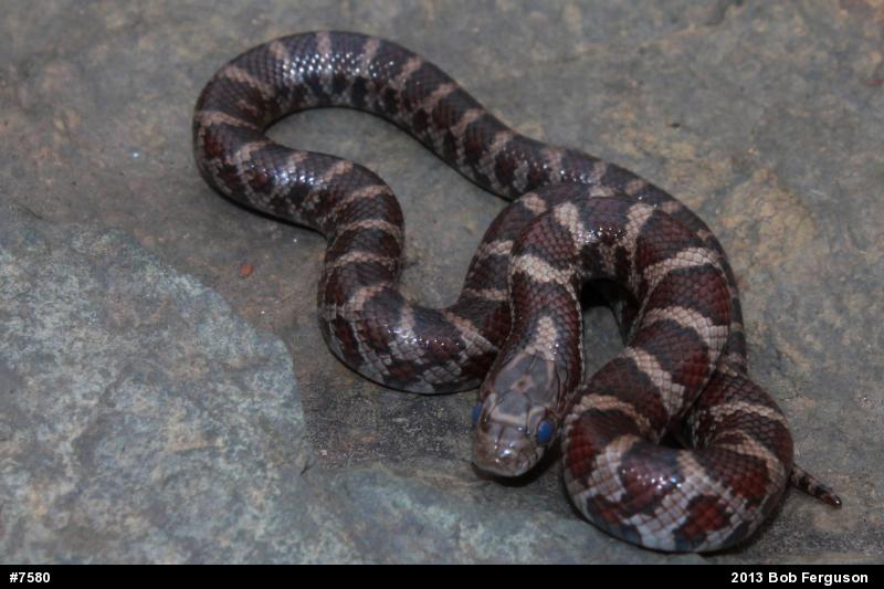 Eastern Milksnake