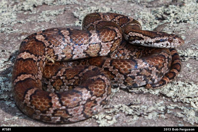 Eastern Milksnake
