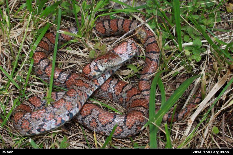 Eastern Milksnake