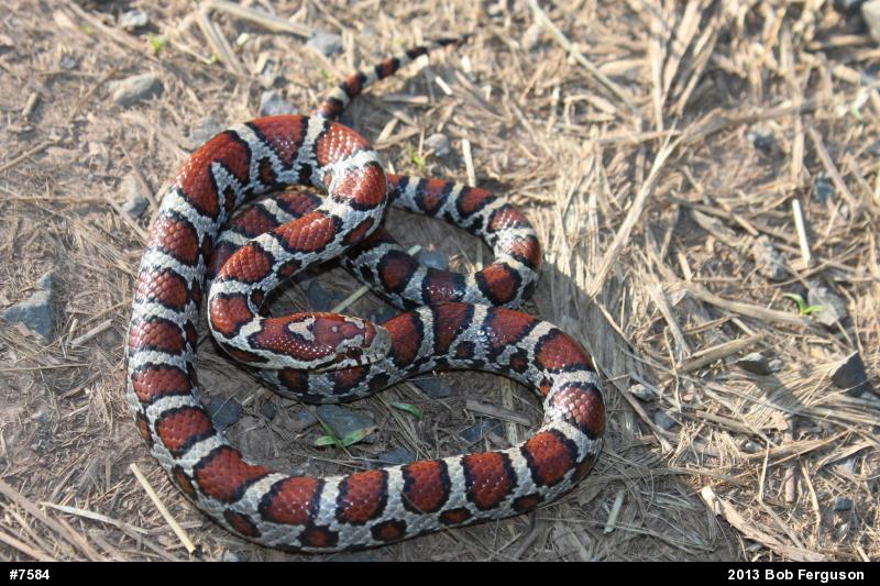 Eastern Milksnake