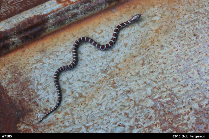 Eastern Milksnake