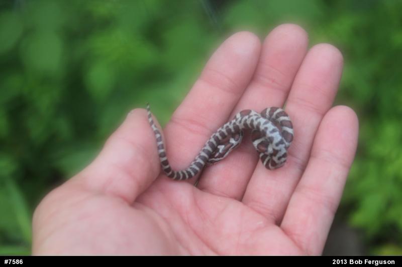 Eastern Milksnake