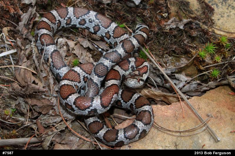 Eastern Milksnake