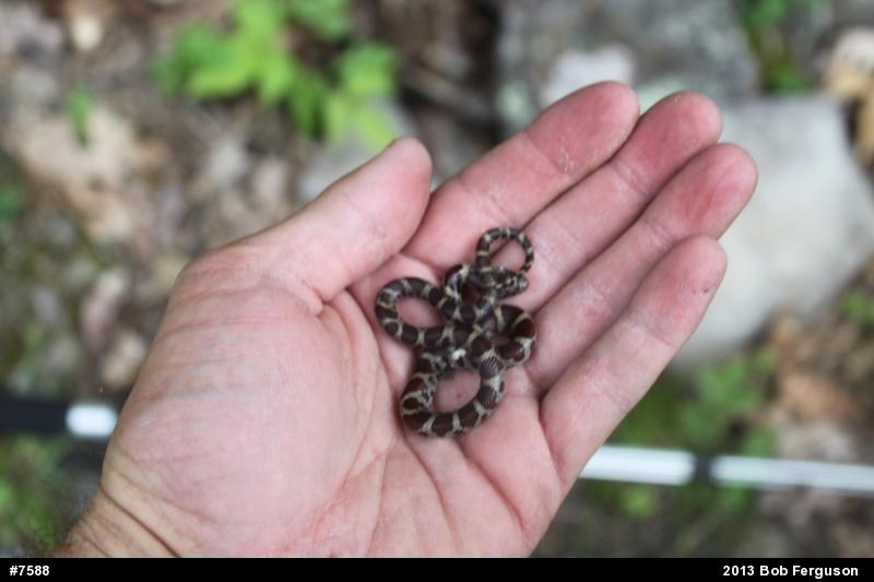 Eastern Milksnake