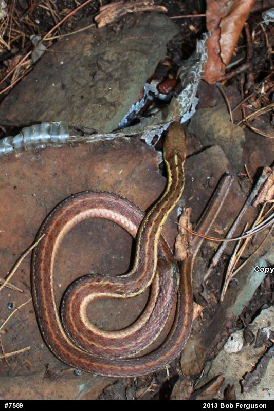Eastern Milksnake