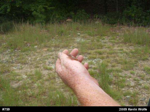 Spring Peeper