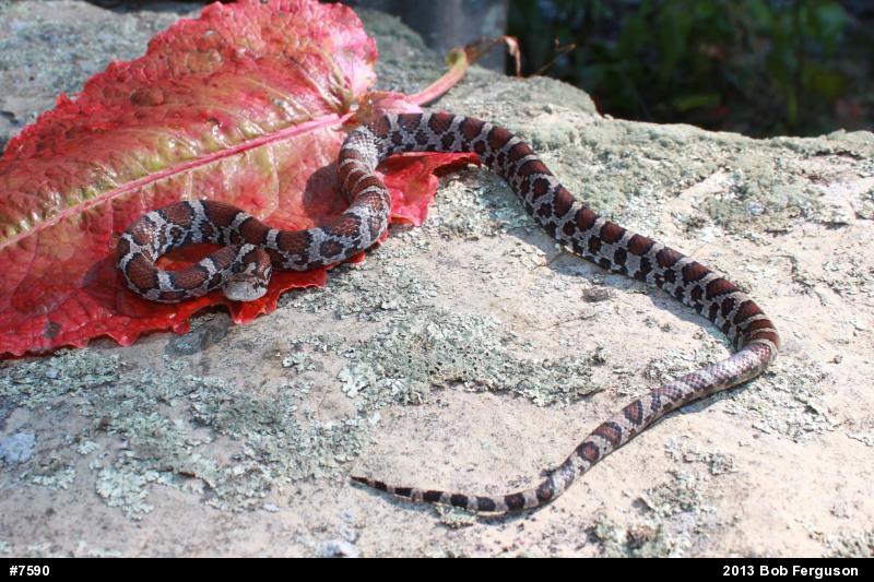 Eastern Milksnake