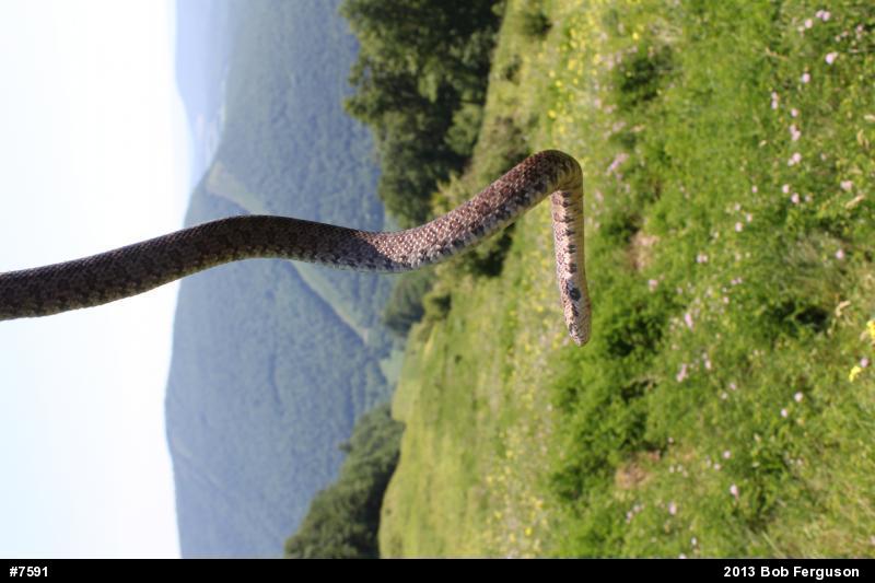 Eastern Milksnake