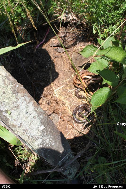 Eastern Milksnake
