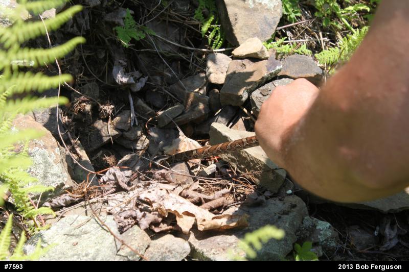 Eastern Milksnake