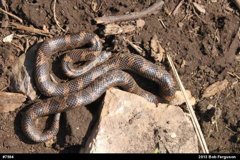 Eastern Milksnake