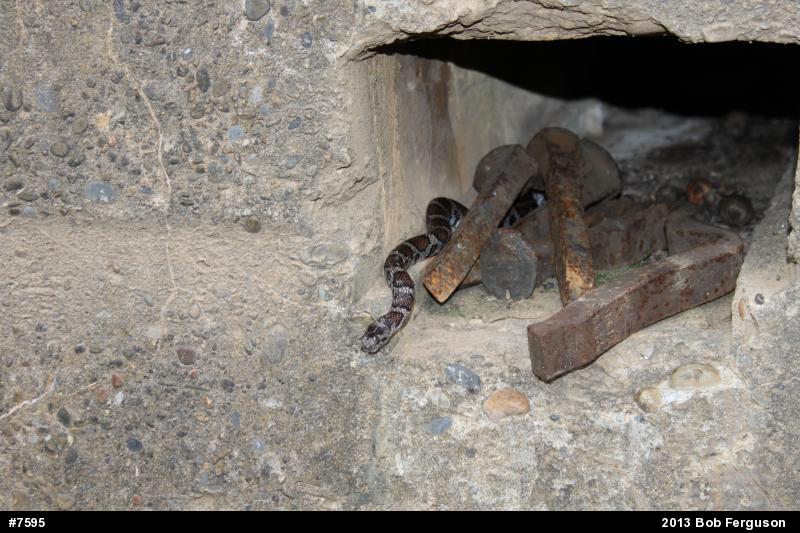 Eastern Milksnake