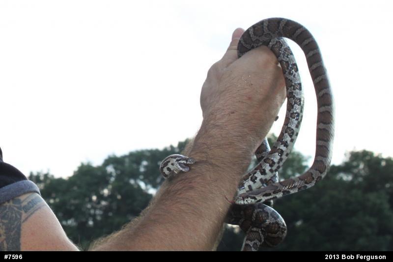 Eastern Milksnake