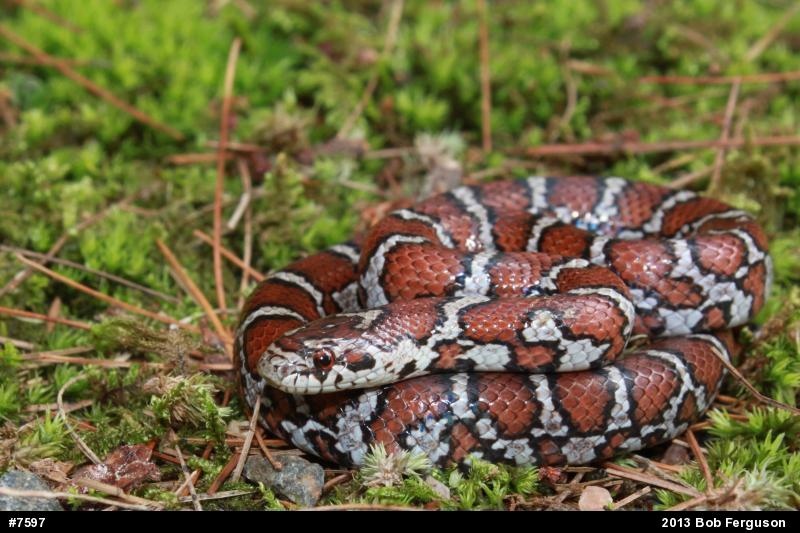 Eastern Milksnake