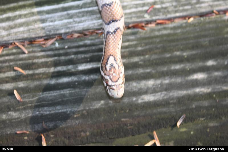 Eastern Milksnake