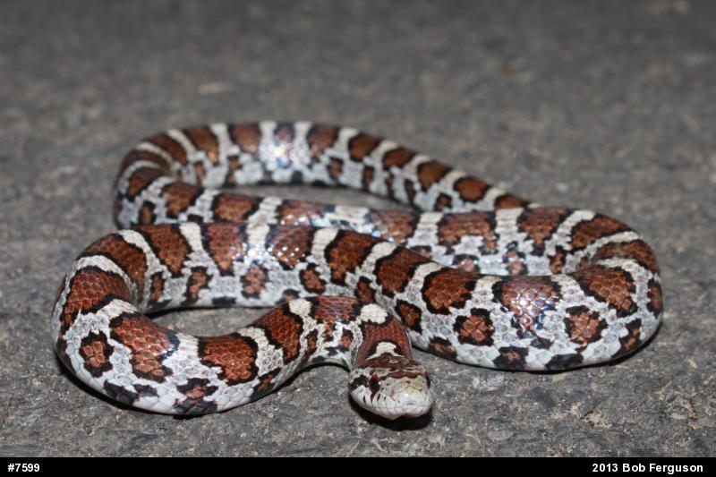 Eastern Milksnake