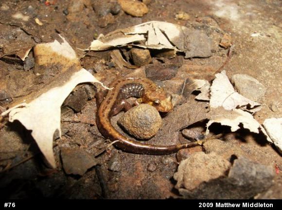 Allegheny Mountain Dusky Salamander
