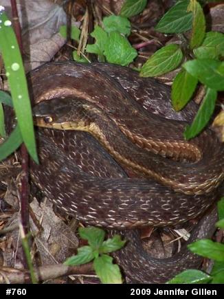 Eastern Gartersnake