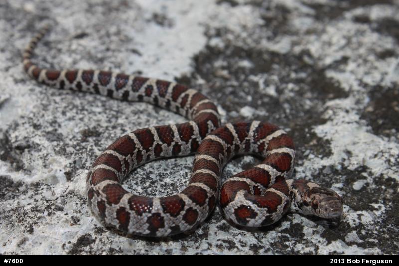 Eastern Milksnake