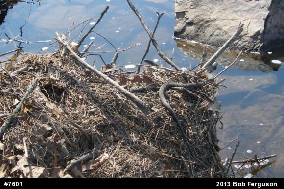Northern Watersnake