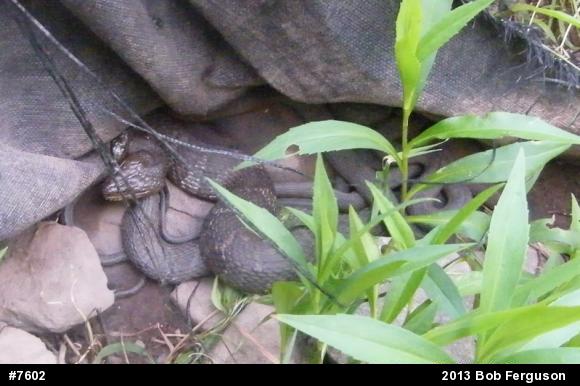 Northern Watersnake