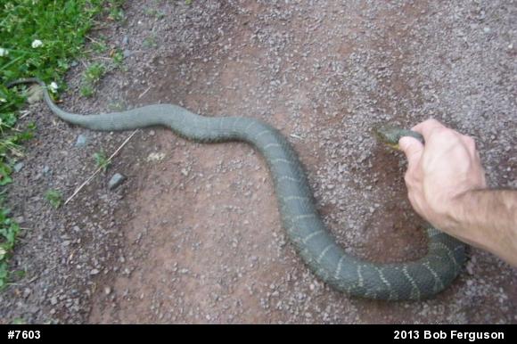 Northern Watersnake