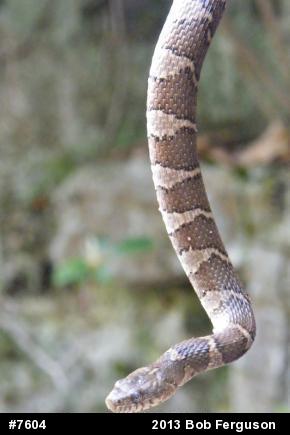 Northern Watersnake