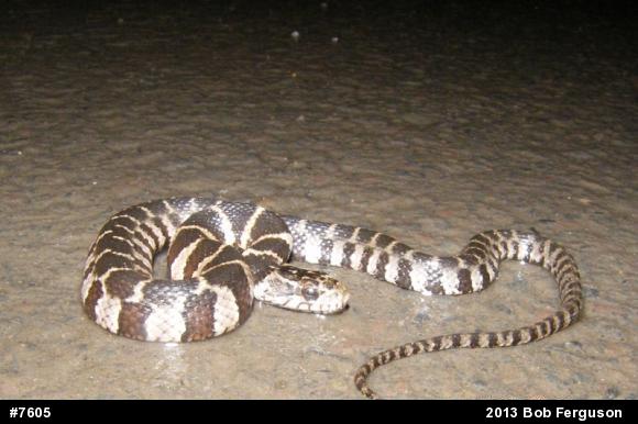 Northern Watersnake