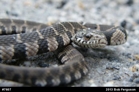 Northern Watersnake
