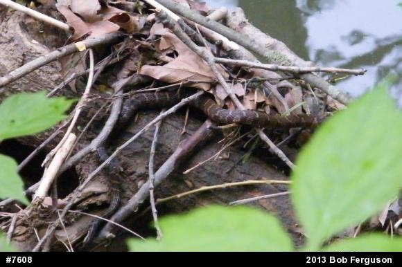 Northern Watersnake