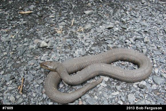 Northern Watersnake