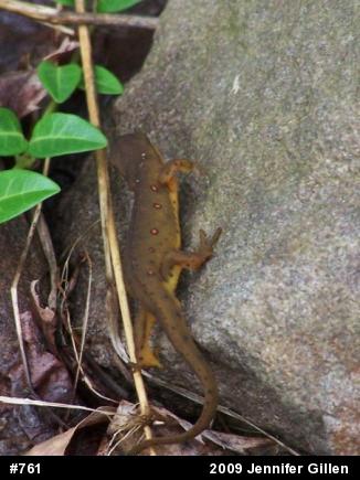 Red-spotted Newt