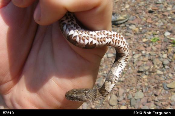 Northern Watersnake