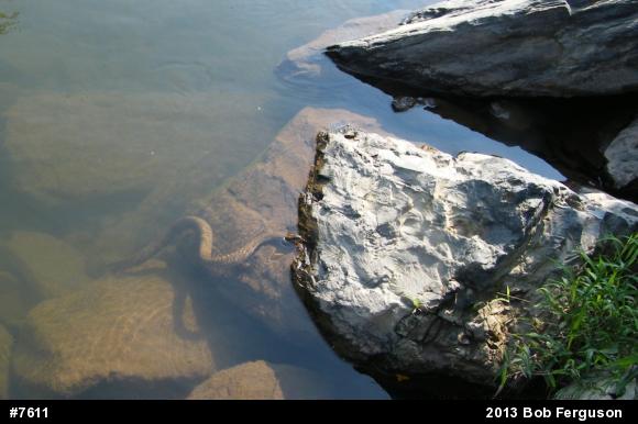 Northern Watersnake