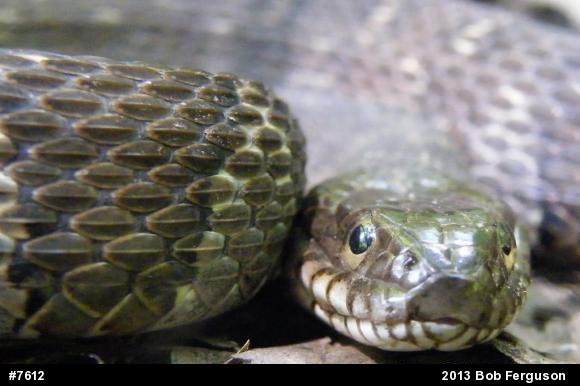 Northern Watersnake