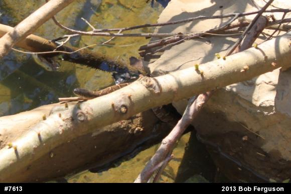 Northern Watersnake