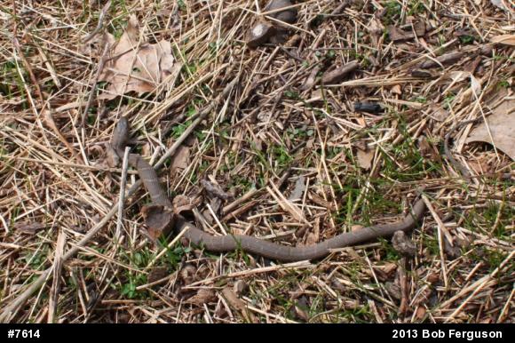 Northern Watersnake